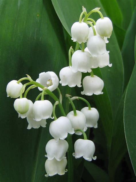 Muguet .